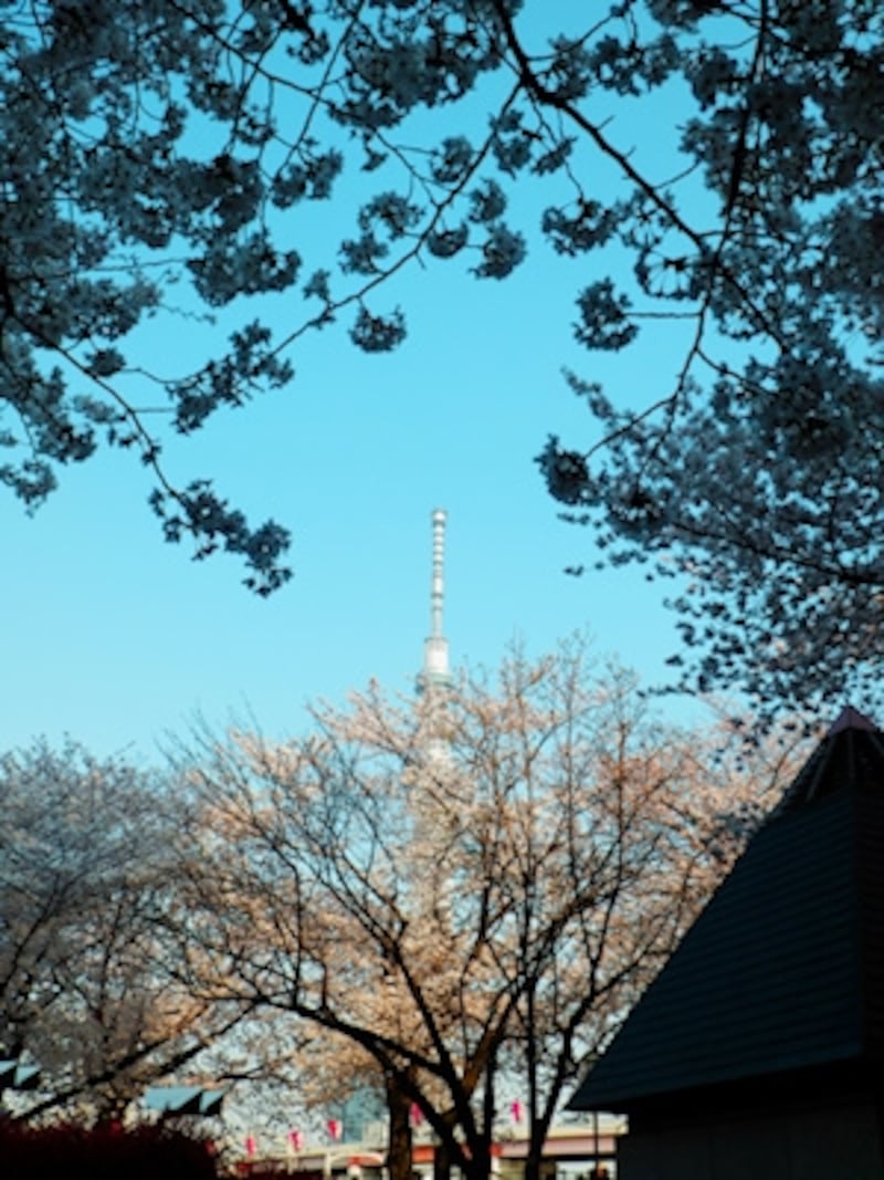 マジックフィルターモードundefinedF4&nbsp;1/400秒&nbsp;ISO80undefined7.4mm（42mm相当）「隅田公園の桜とスカイツリー」undefined12種類も用意されたマジックフィルターの効果の代表例をチェック。ポップ/ピンホール/スケッチ/ウェディング/ロック/水彩/ミラー/ミニチュア/ランダムタイル/ドラマチック