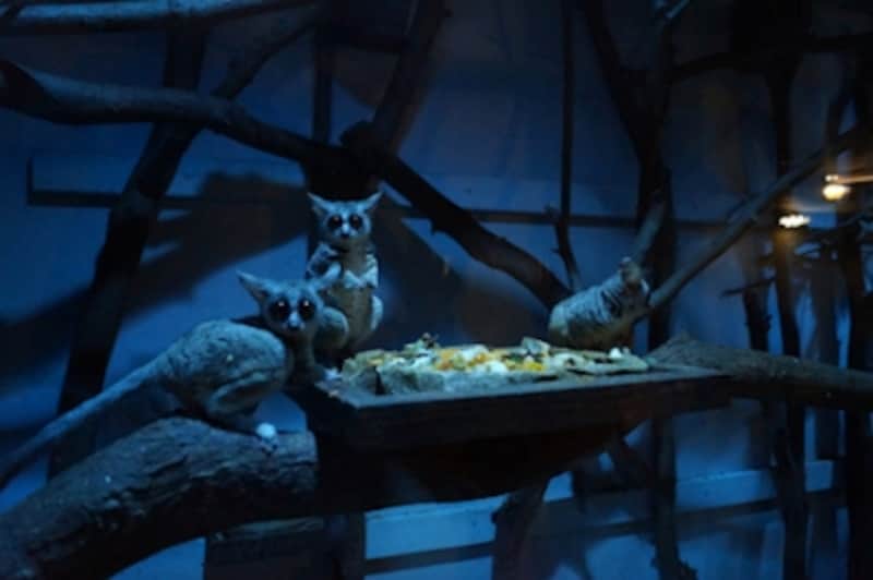 プログラムundefinedF3.5 1/15秒 ISO3200undefinedDT 18-55mmundefined18mm(28mm相当)「ニホンモモンガ」undefinedほとんど照明のない暗闇でも、わずかな光を捉えられる