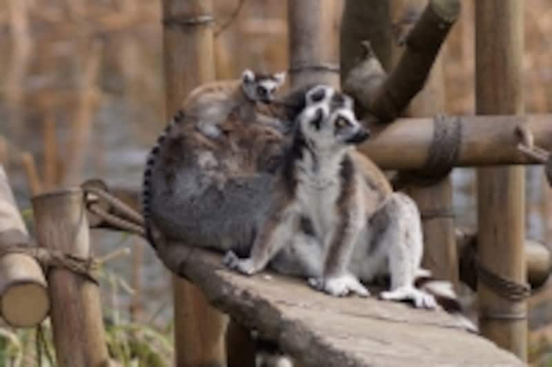 動きの激しい被写体も高速連写＆高速オートフォーカスで確実に捉えます！