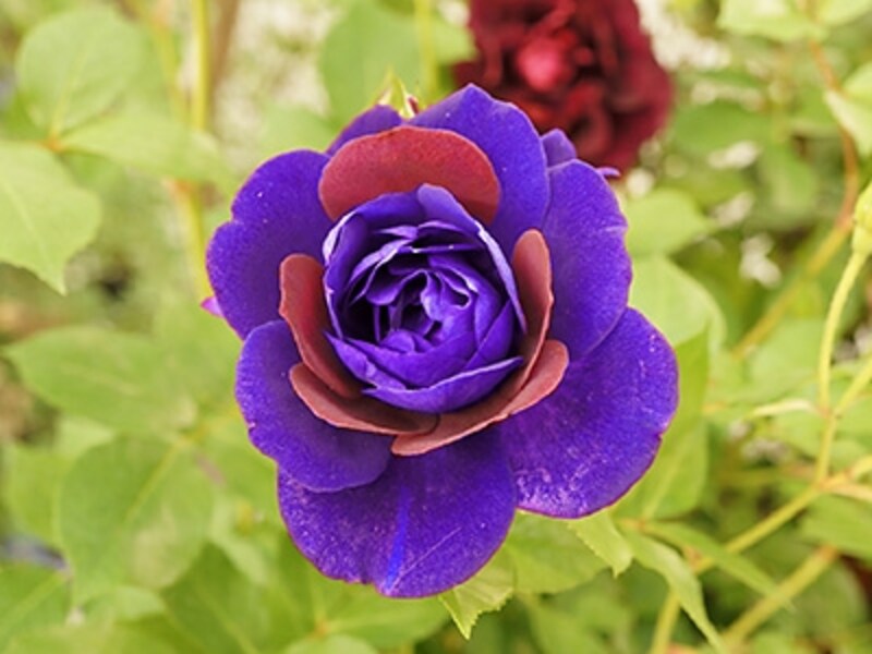 レイヤーマスクを使って部分的に花の色を変えた例