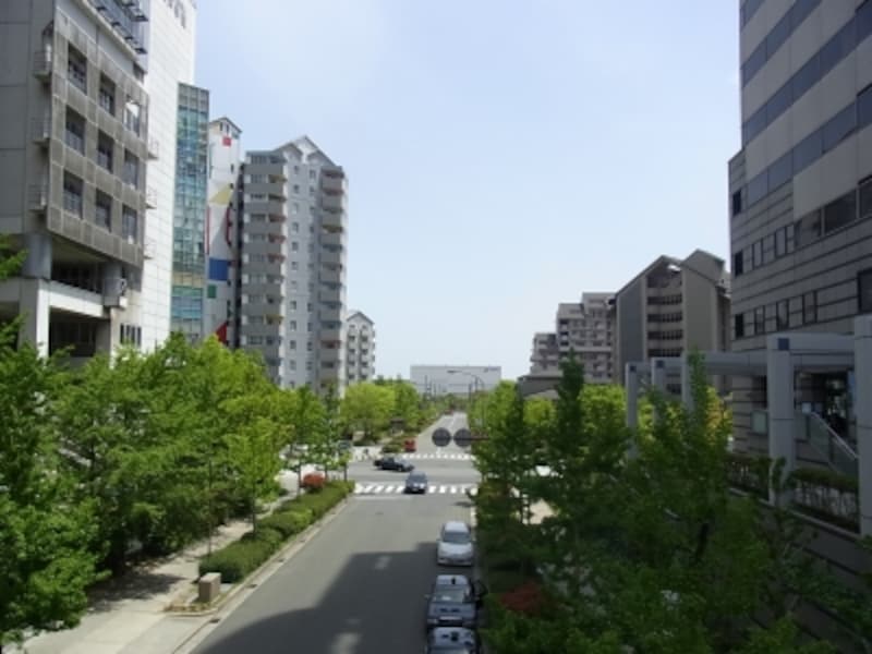 街路樹＠六甲アイランド