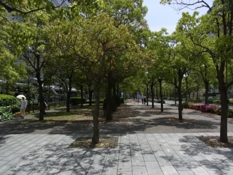 2重の街路樹＠六甲アイランド