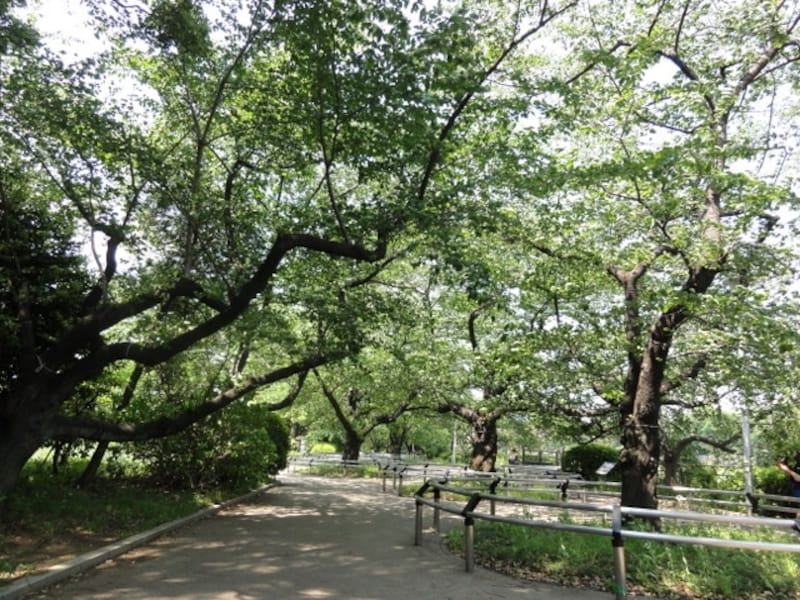 人であふれていたけれど、なんとか誰もいない一角にカメラを向けてみた。