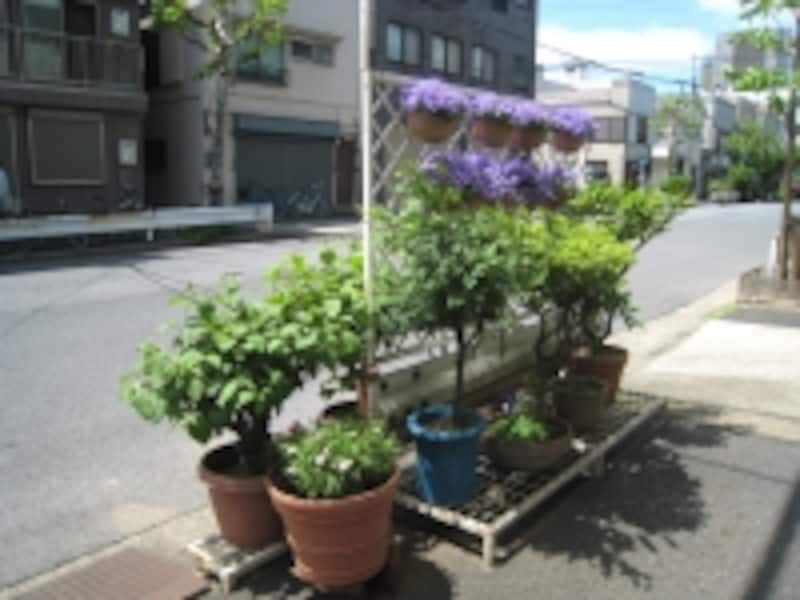 街中の植栽