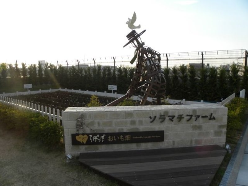 ソラマチファーム「らぽっぽ おいも畑」