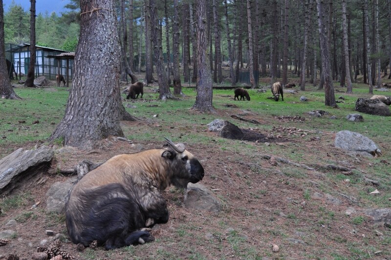 ターキン放牧場