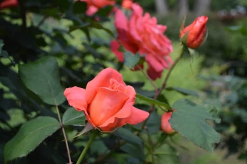 D3200実写画像15 ピクチャーコントロール スタンダード