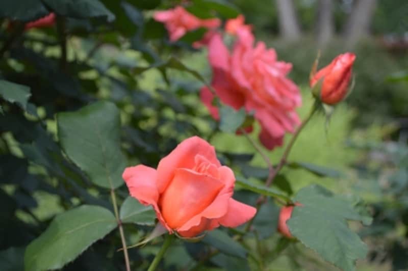 D3200実写画像16 ピクチャーコントロール ニュートラル