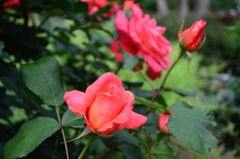 D3200実写画像17 ピクチャーコントロール ビビッド