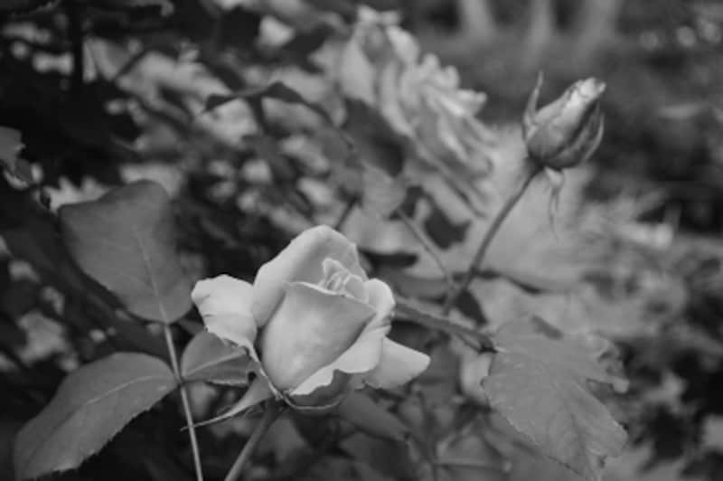 D3200実写画像18 ピクチャーコントロール モノクローム