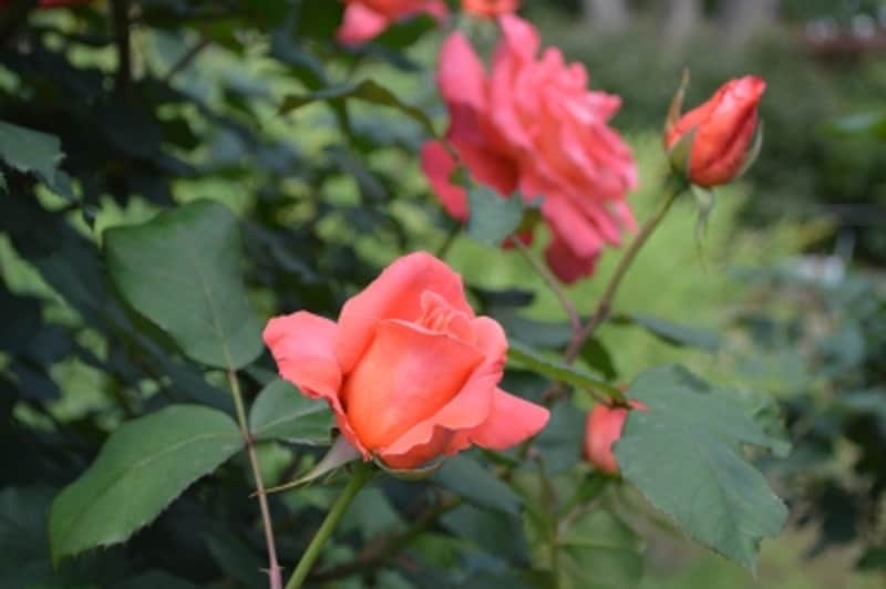 D3200実写画像19 ピクチャーコントロール ポートレート