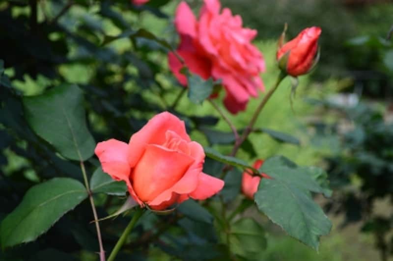 D3200実写画像20 ピクチャーコントロール 風景