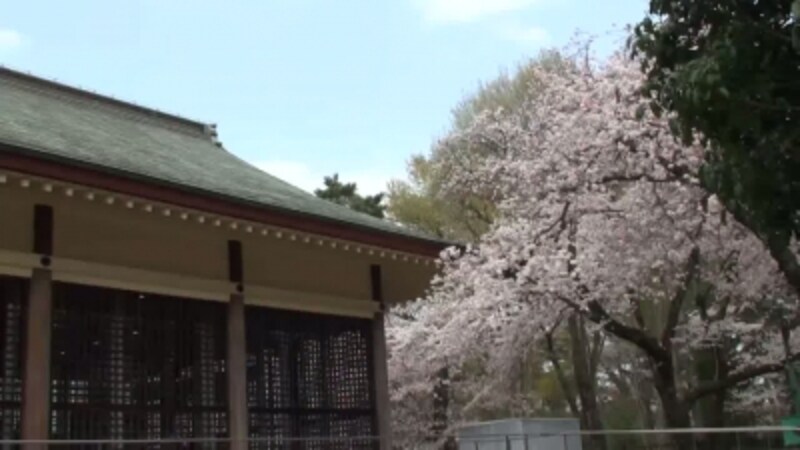 日本さくら名所100選の一つ 小金井公園 でお花見 東京の観光 旅行 All About