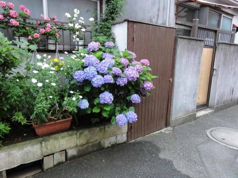 鮮やかなアジサイの花に思わず立ち止まる