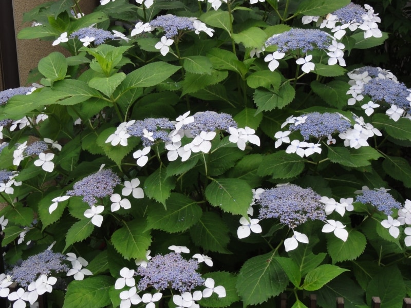 鉢植えやちょっとした花壇を家の前につくり、アジサイが植えられている