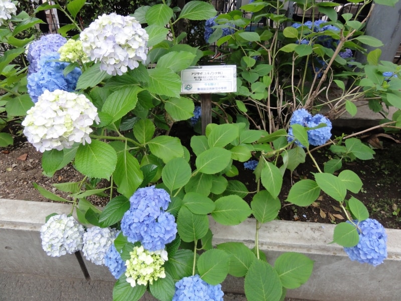 青い花が集まって咲くことからアジサイと呼ばれるようになったとある。