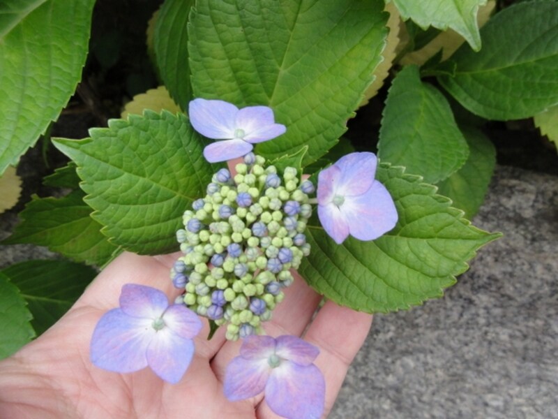 こうして見ると、いろいろな種類のアジサイがある。