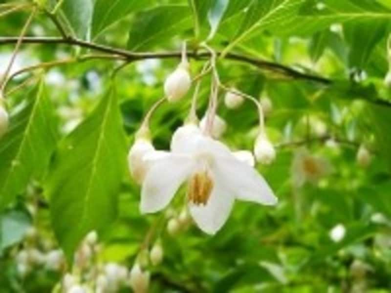 うつむいた花が可愛いエゴノキ