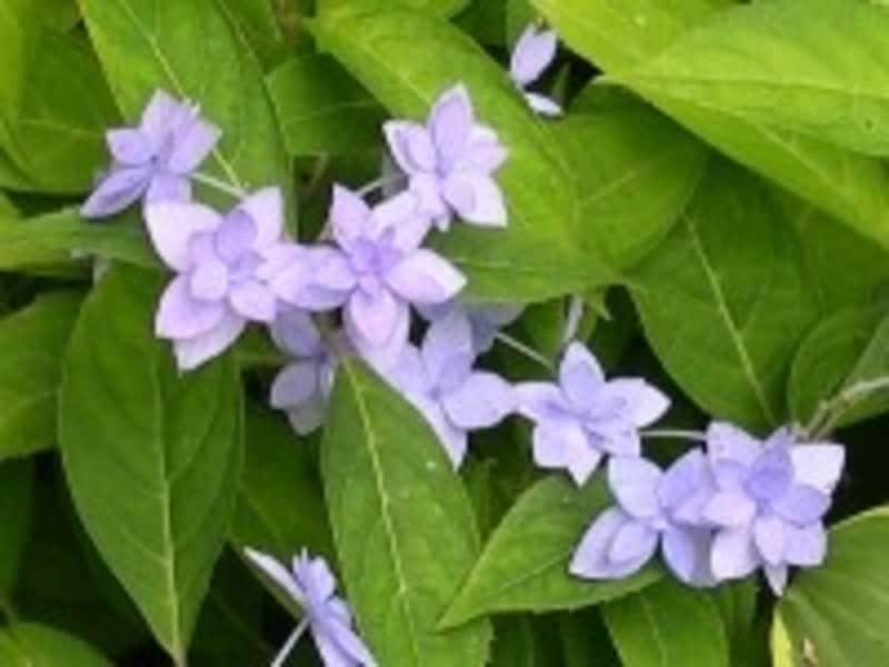 楚々としたヤマアジサイ