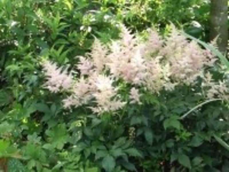 和にも洋にも合う、アスチルベ