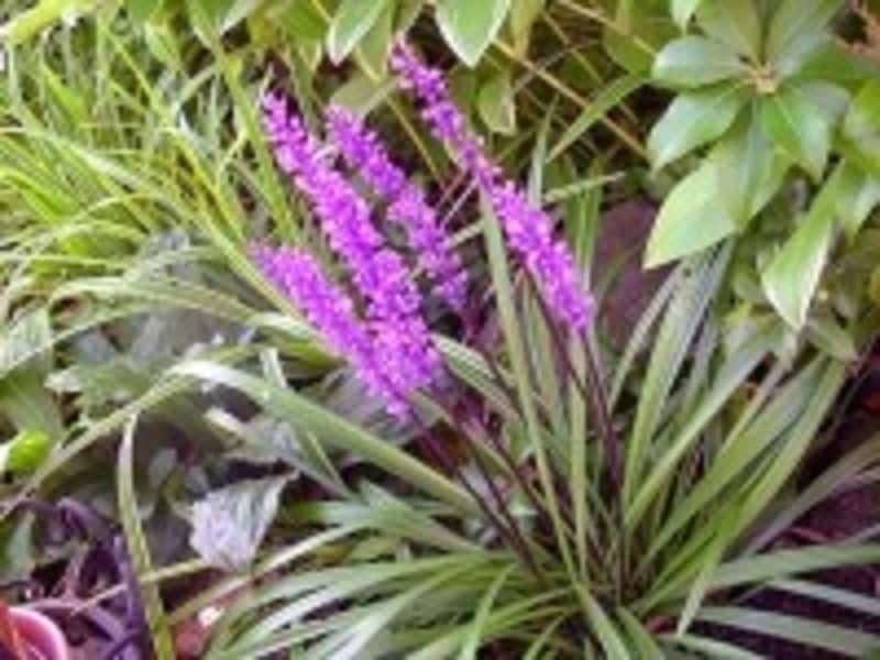 開花中のヤブラン