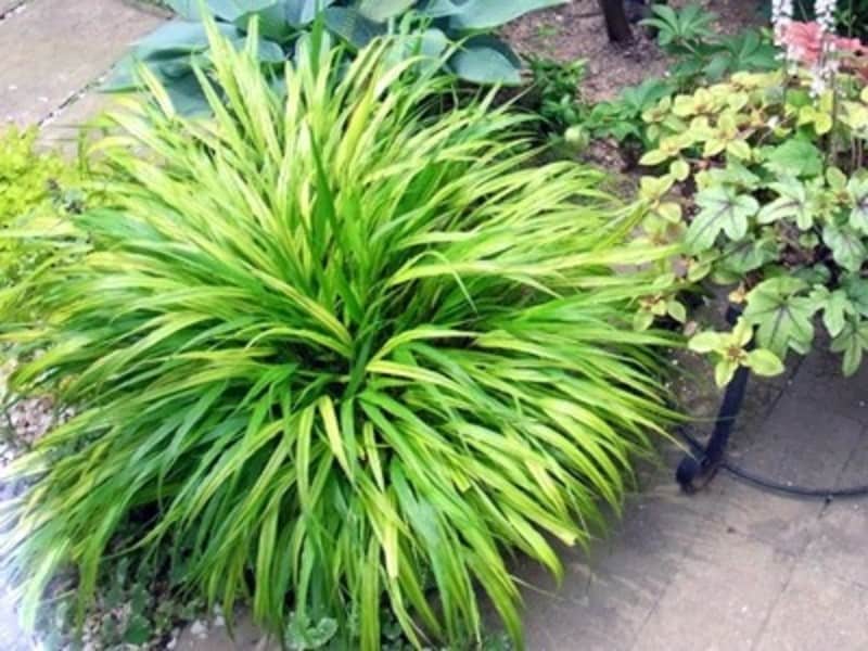 フウチソウのような草ものも和庭によく似合う