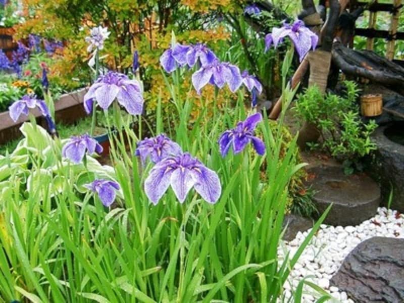 アヤメやハナショウブは、凛とした雰囲気が漂う