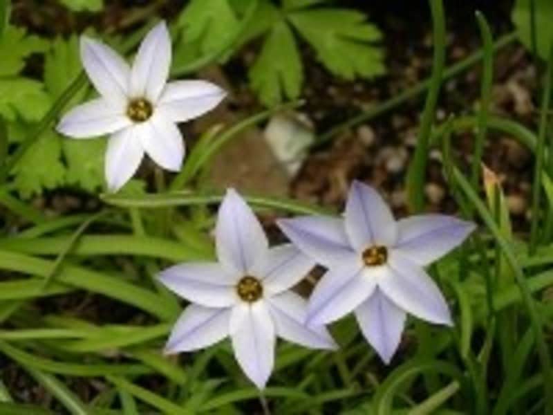 イフェイオンの別名は、ハナニラ