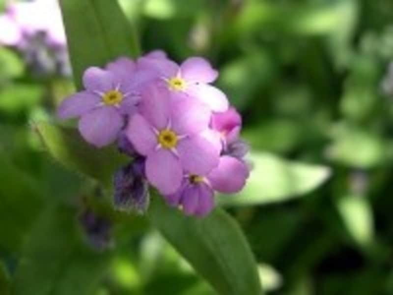 ワスレナグサは、こぼれ種からも発芽する