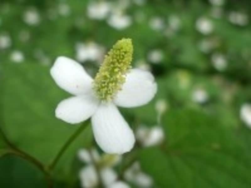 おなじみのドクダミも和のハーブ