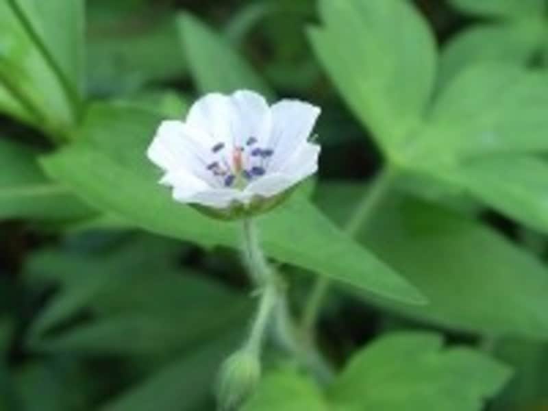 胃腸薬に使われるゲンノショウコは、フウロソウ科