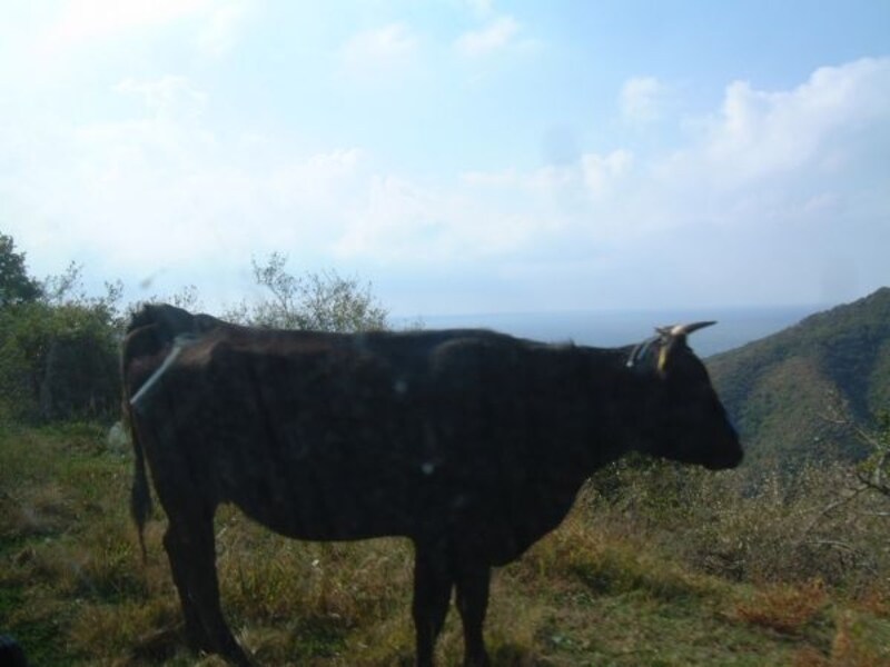 知夫里島の牛