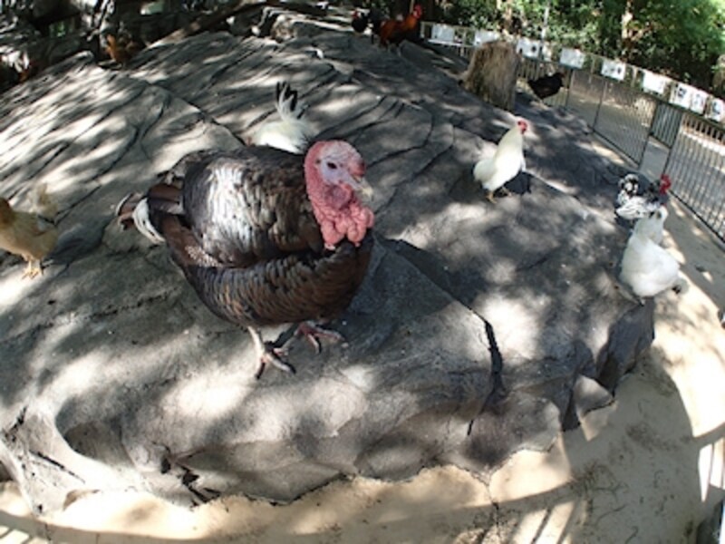 プログラムオートundefinedF2.8 1/160秒 ISO100undefined4.5mm（25mm相当）「上野動物園・子供動物園」undefinedオプションのフィッシュアイコンバーターを装着して撮影