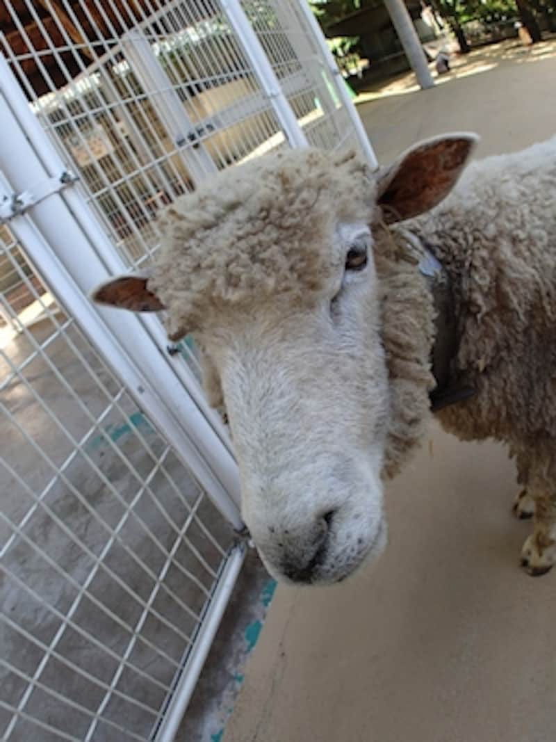 プログラムオートundefinedF3.2 1/125秒 ISO100undefined5.1mm（28mm相当）「上野動物園・こども動物園のヒツジ」