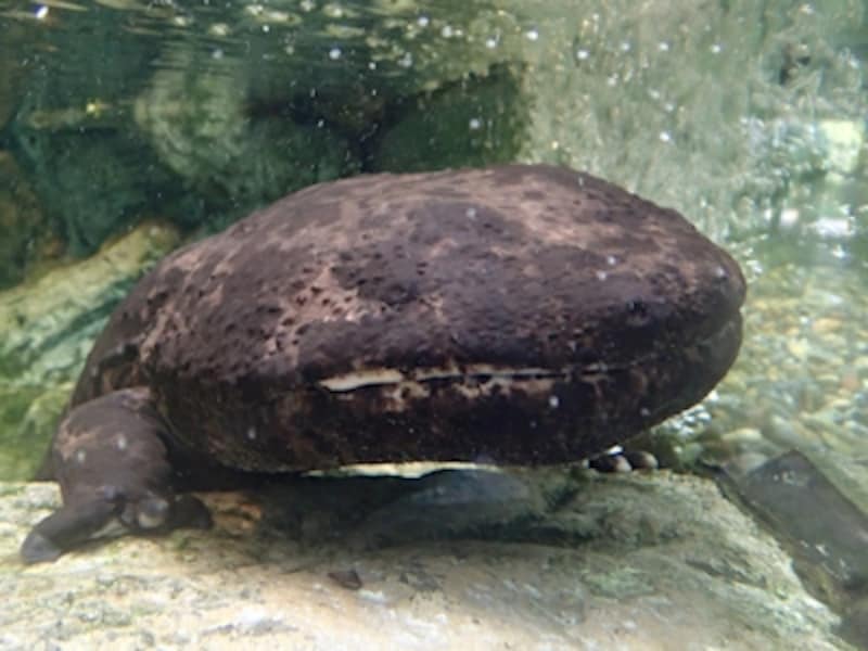 プログラムオートundefinedF2.6 1/40秒 ISO800undefined6.4mm（35mm相当）「オオサンショウウオ」undefinedアクリル水槽越しの撮影