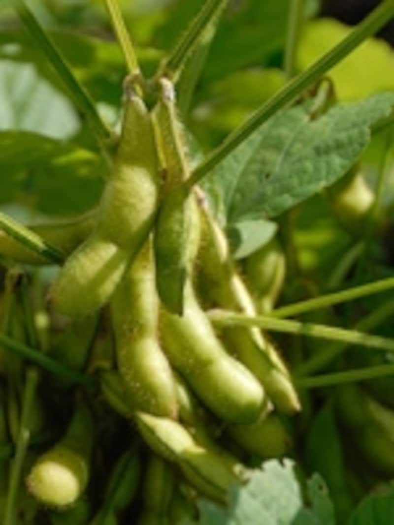 枝豆の栽培方法 手入れや植え付け方 大豆にする育て方など 家庭菜園 All About