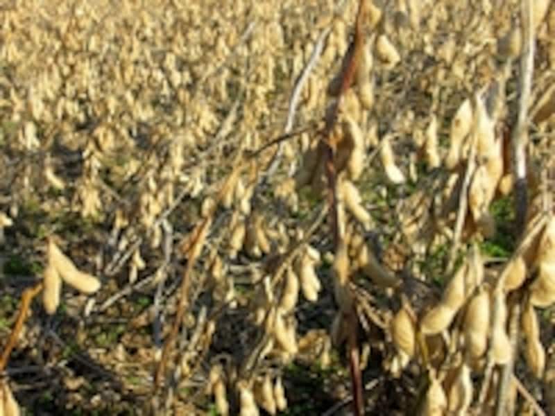大豆の収穫適期