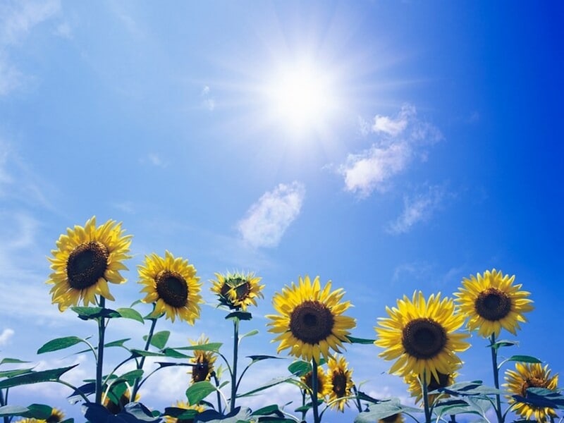 土用といえば、もっぱら夏の土用をさすようになりました