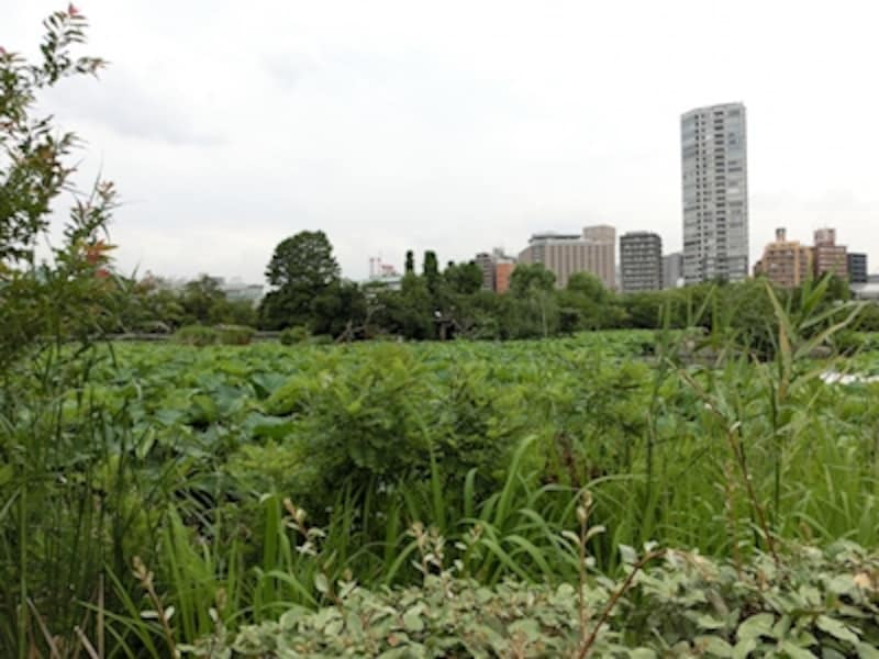 オートundefinedF3 1/640秒 ISO100undefined4.24mm（24mm相当）「上野公園・不忍池」undefined光学ズームおよび超解像ズーム、プレミアムズームの倍率および画質をチェック。光学ズーム広角端