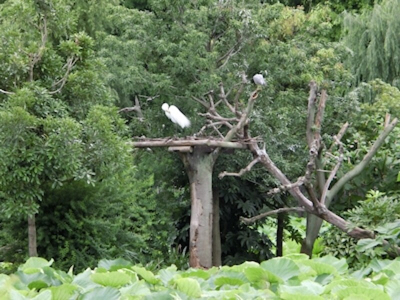 オートundefinedF5.9 1/320秒 ISO400undefined53mm（300mm相当）「上野公園・不忍池」undefined光学ズーム望遠端