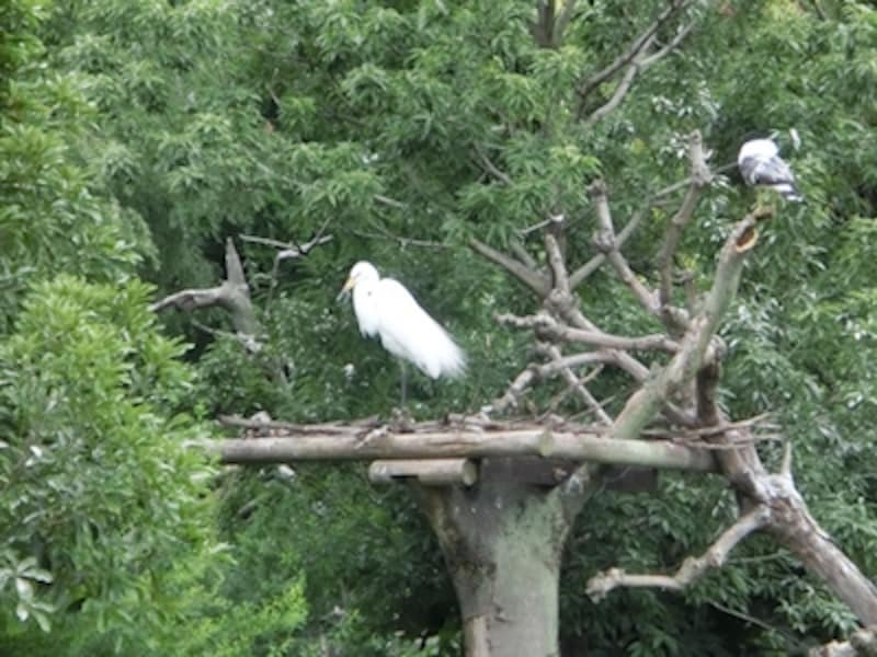 オートundefinedF5.9 1/320秒 ISO400undefined※600mm相当「上野公園・不忍池」undefinedプレミアムズームで約25倍