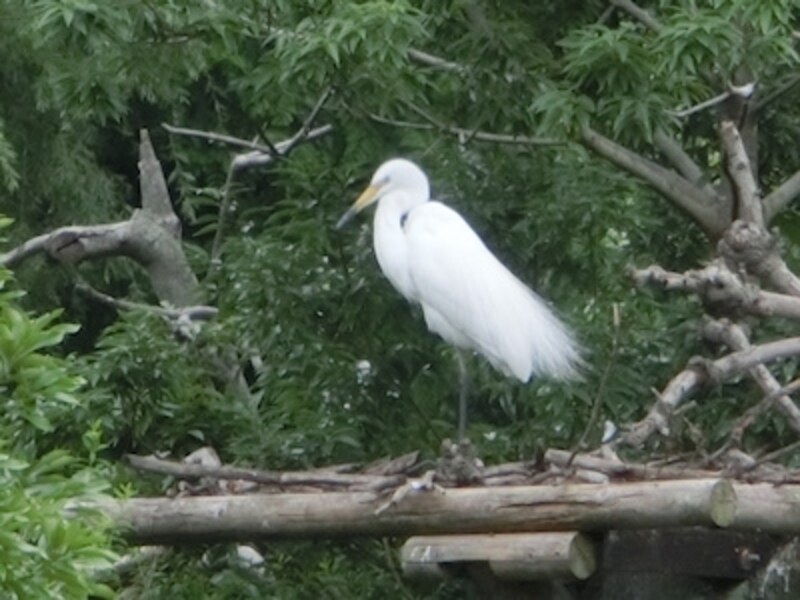 オートundefinedF5.9 1/500秒 ISO320undefined1200mm相当「上野公園・不忍池」undefinedデジタルズームで約50倍
