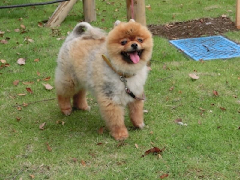 ベストショット(ペット)undefinedF4.9 1/1000秒 ISO400undefined13.79mm（78mm相当）「散歩中」undefined素早いピント合わせで、動き回る被写体もしっかりとらえられる