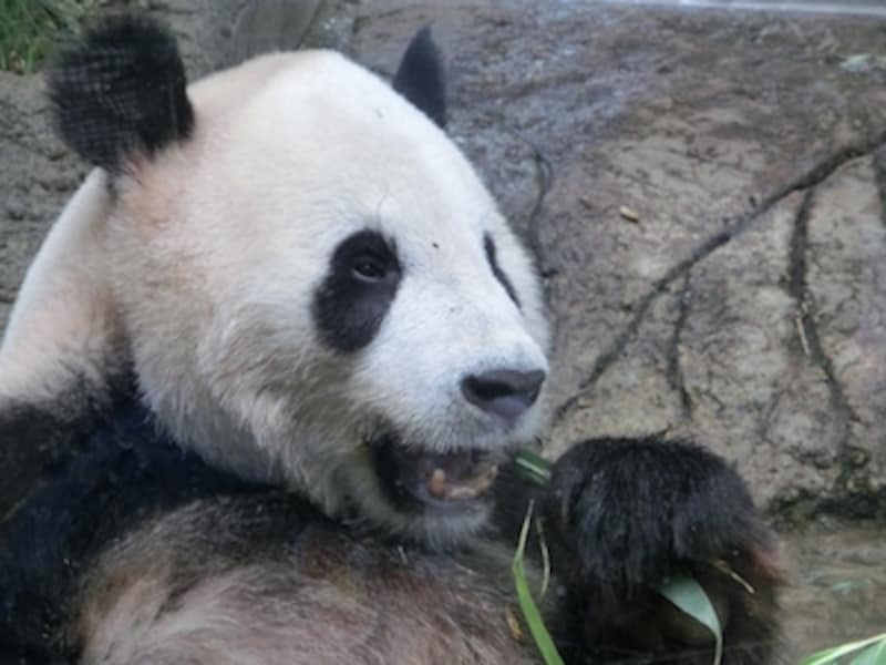 オートundefinedF5.9 1/320秒 ISO640undefined※452mm相当「ジャイアントパンダ」undefined超解像ズーム・シングルにて撮影。画質劣化がほとんどなく、18.8倍までズームアップできる