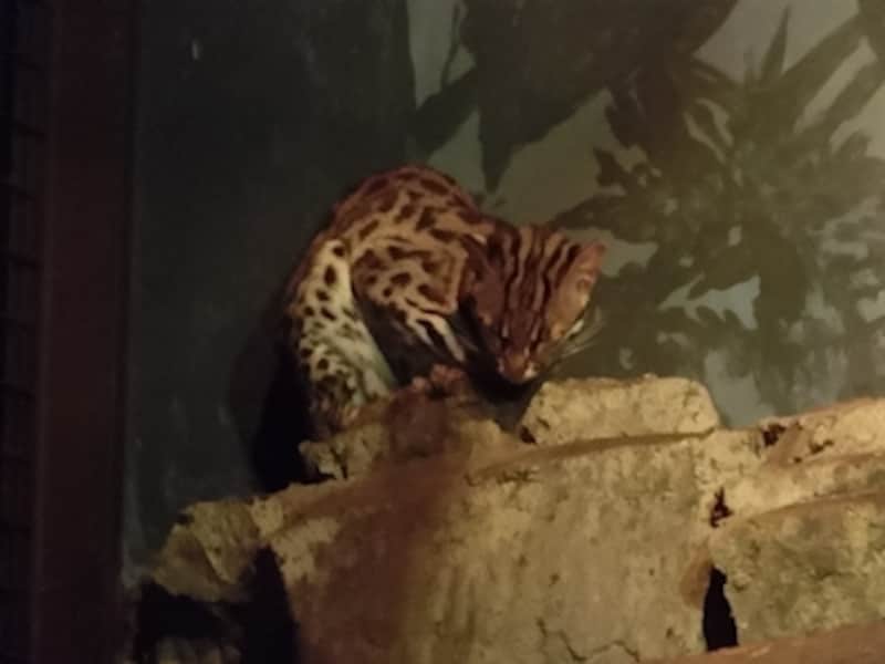 ベストショット（HSナイトショット）undefinedF5.8 1/8秒 ISO12800undefined29.39mm（166mm相当）「ベンガルヤマネコ」undefinedフラッシュなしでもほとんどブレなく、暗い場所を撮影できるHSナイトショットモード。動きの少ない被写体に有効だ