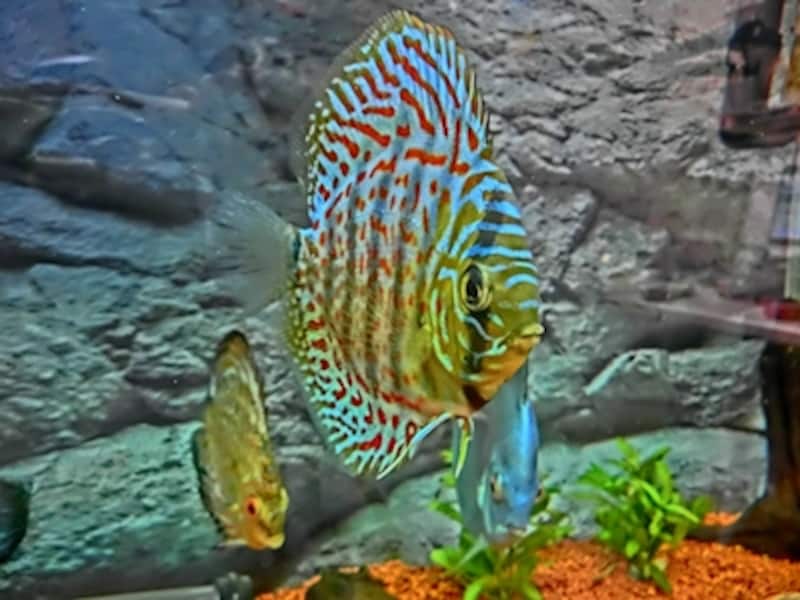 HDRアートundefinedF3 1/640秒 ISO640undefined4.24mm（24mm相当）「ディスカス」