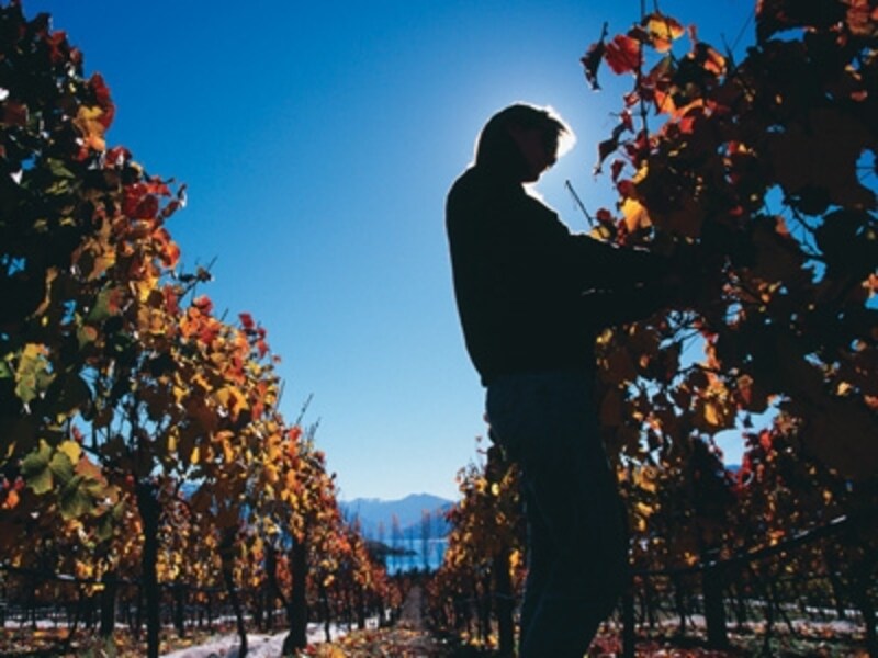 昔ながらの製法で丁寧に造られているニュージーランドワイン