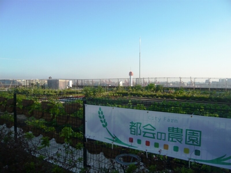 農園の向こうに広がる東京ベイエリア