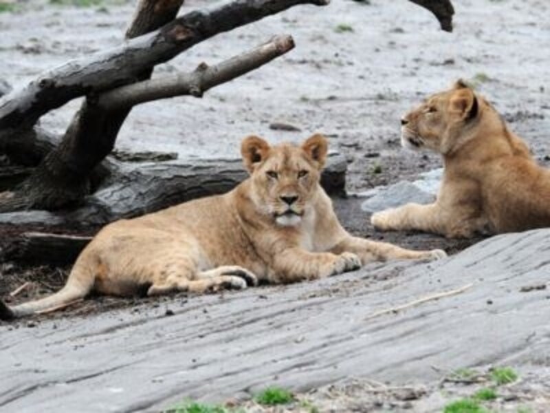 雌ライオンを間近に観察！