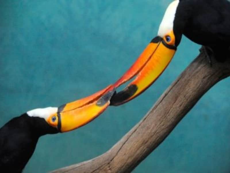 絶滅種の鳥類にも出会える！